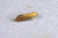 Crassa tinctella