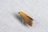 Crassa tinctella