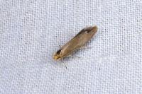 Crassa unitella