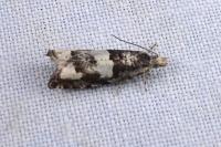 Epinotia