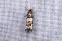 Epinotia