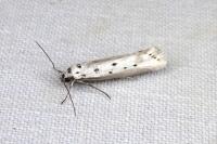 Ethmia terminella