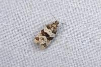 Isotrias rectifasciana
