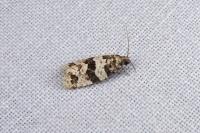 Isotrias rectifasciana