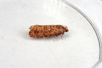 Lozotaeniodes formosana