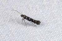 Parectopa ononidis
