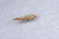 Pyroderces argyrogrammos