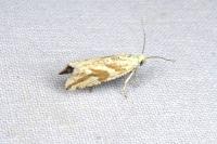 Thiodia citrana