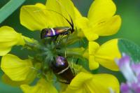 Adela australis