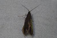Coleophora