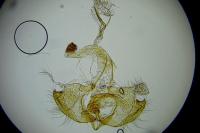 Coleophora