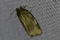 Choristoneura hebenstreitella