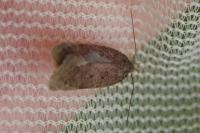Bryotropha terrella