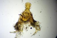 Bryotropha terrella