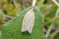 Clepsis pallidana