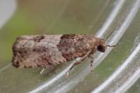 Gypsonoma aceriana