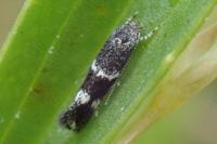 Elachista freyerella