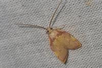 Carcina quercana