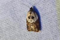 Acleris variegana
