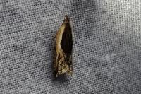 Ancylis apicella
