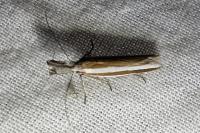 Pleurota aristella