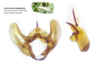 Phtheochroa frigidana