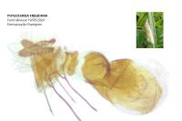 Phtheochroa frigidana