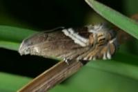 Grapholita jungiella