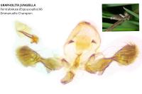 Grapholita jungiella