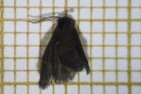 Proutia betulina