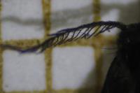 Proutia betulina