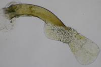 Proutia betulina