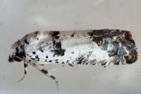 Epinotia dalmatana