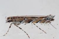 Acrocercops brongniardella