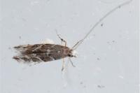 Acrocercops brongniardella