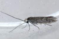 Urodeta hibernella