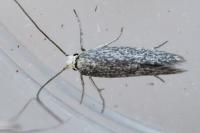 Urodeta hibernella