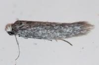 Urodeta hibernella