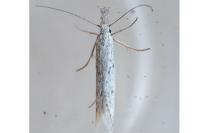 Pleurota gallicella