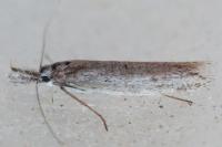 Pleurota gallicella