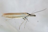 Pleurota