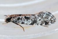 Nemapogon