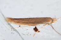 Bedellia