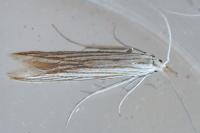 Coleophora