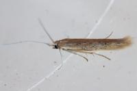 Coleophora
