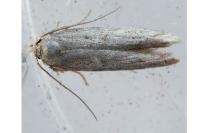 Blastobasis