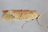 Cochylimorpha meridiana