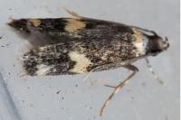 Oegoconia
