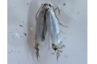 Leucoptera