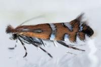 Phyllonorycter